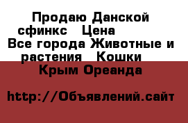  Продаю Данской сфинкс › Цена ­ 2 000 - Все города Животные и растения » Кошки   . Крым,Ореанда